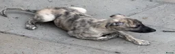 Whippet dogs for sale: Male whippet pups available  - Advert 6