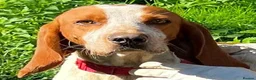 Mixed Breed dogs for adoption: Tiri  - Advert 13