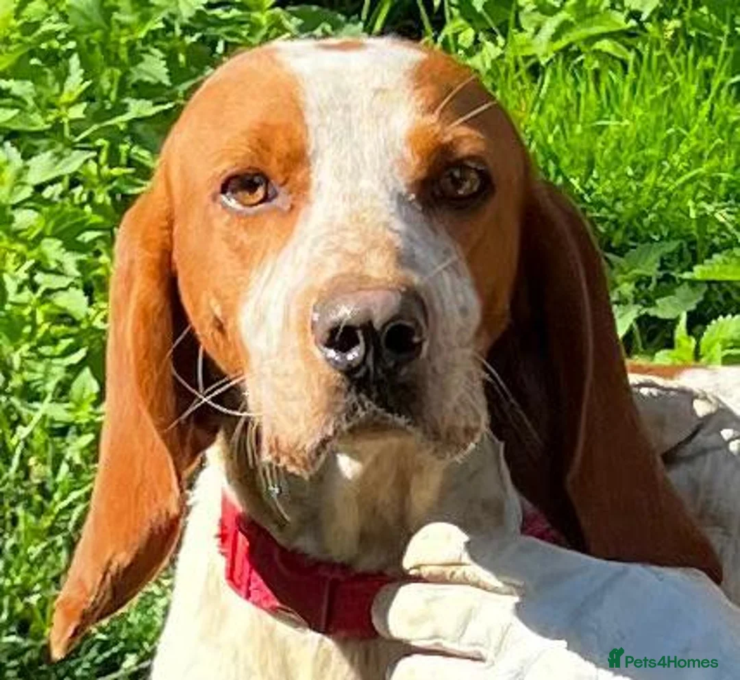 Mixed Breed dogs for adoption: Tiri  - Advert 13