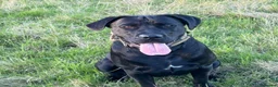 Cane Corso dogs for sale: Exceptional 88% Cane Corso / 12% Malinois Puppies in Preston - Advert 3