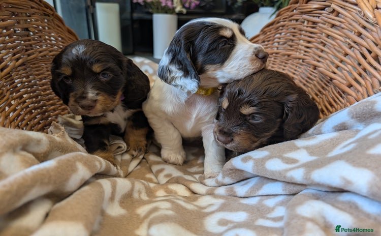 Cocker Spaniel dogs - Advert 3