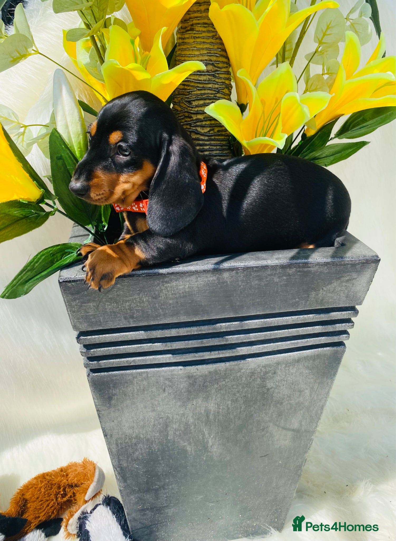 Miniature Dachshund dogs LAST STUNNING GIRL! Miniature Dachshund Puppies!!! - Advert 2