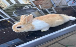 Netherland Dwarf rabbits for sale: Baby bunnies - Image 2