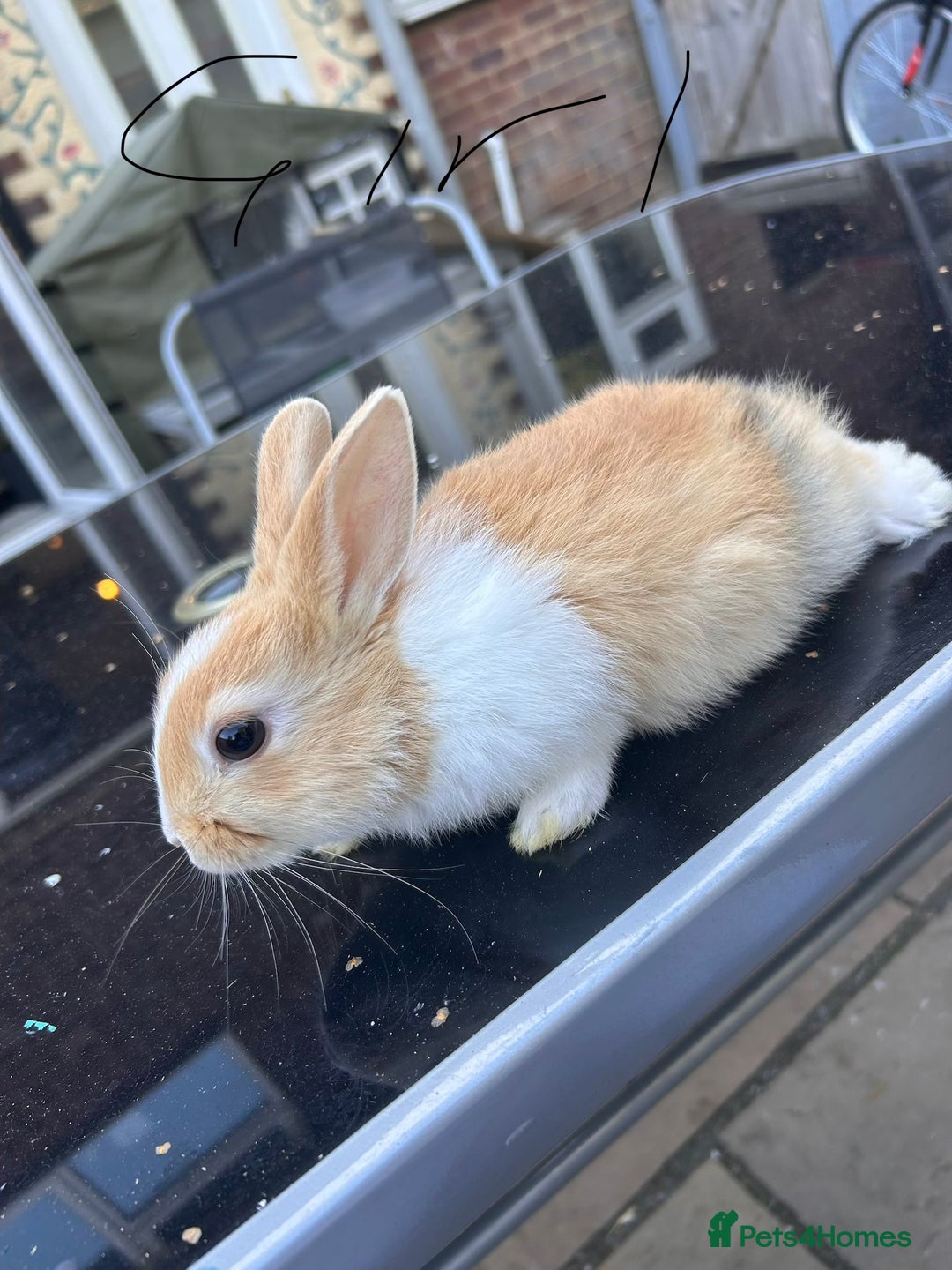 Netherland Dwarf rabbits for sale: Baby bunnies - Image 2