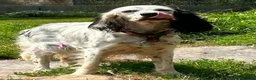 English Setter dogs for adoption: Musa  in New Romney - Advert 5