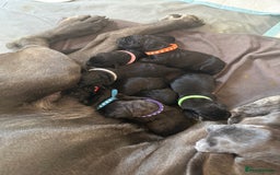 Cane Corso dogs for sale: Cane Corso pups - Image 1