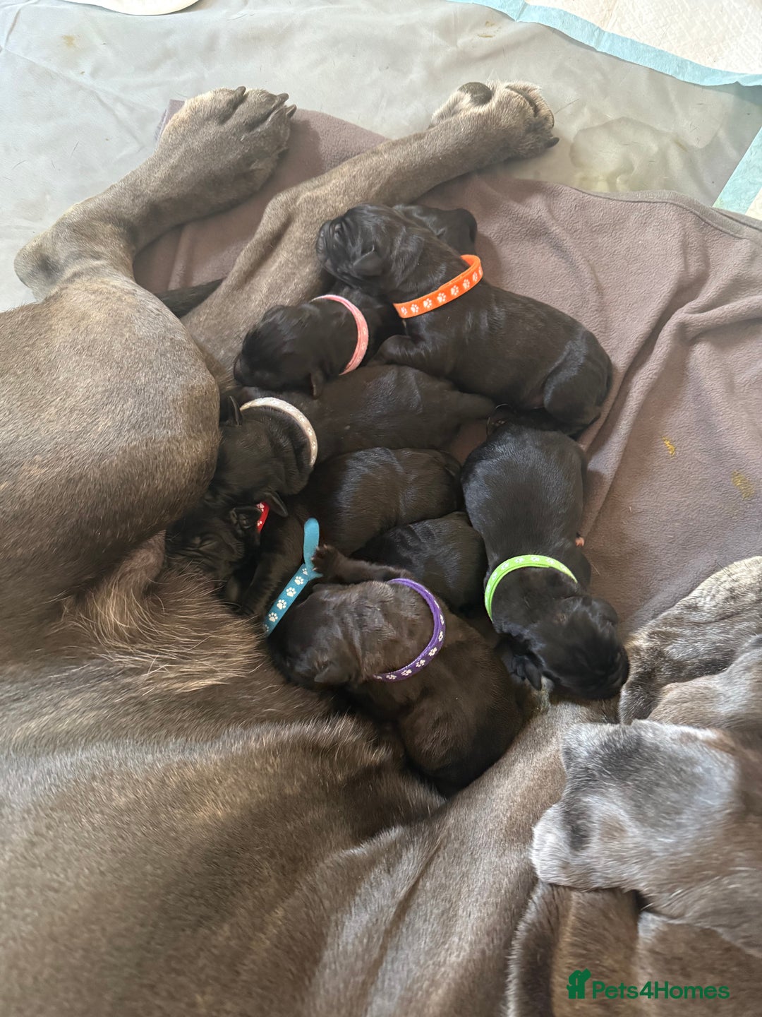 Cane Corso dogs for sale: Cane Corso pups - Image 1