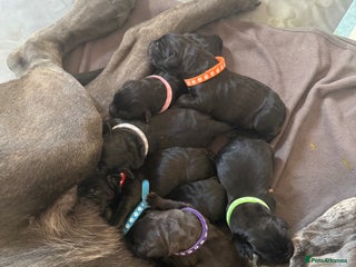 Cane Corso dogs for sale - Advert 1