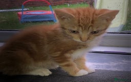 Mixed Breed cats for sale: Three Male Ginger & White Kittens Available - Image 5