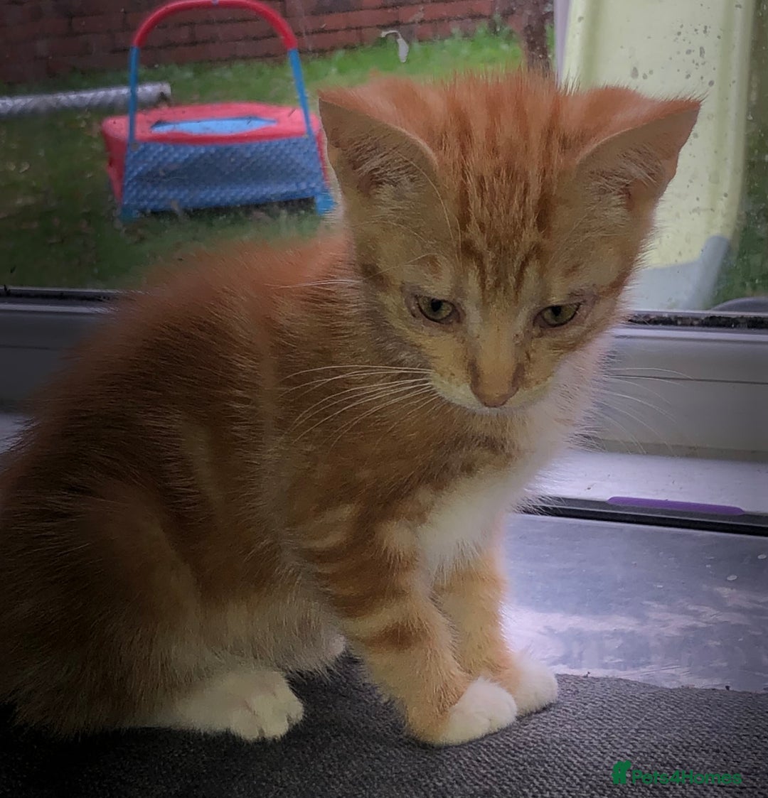 Mixed Breed cats for sale: Three Male Ginger & White Kittens Available - Image 5