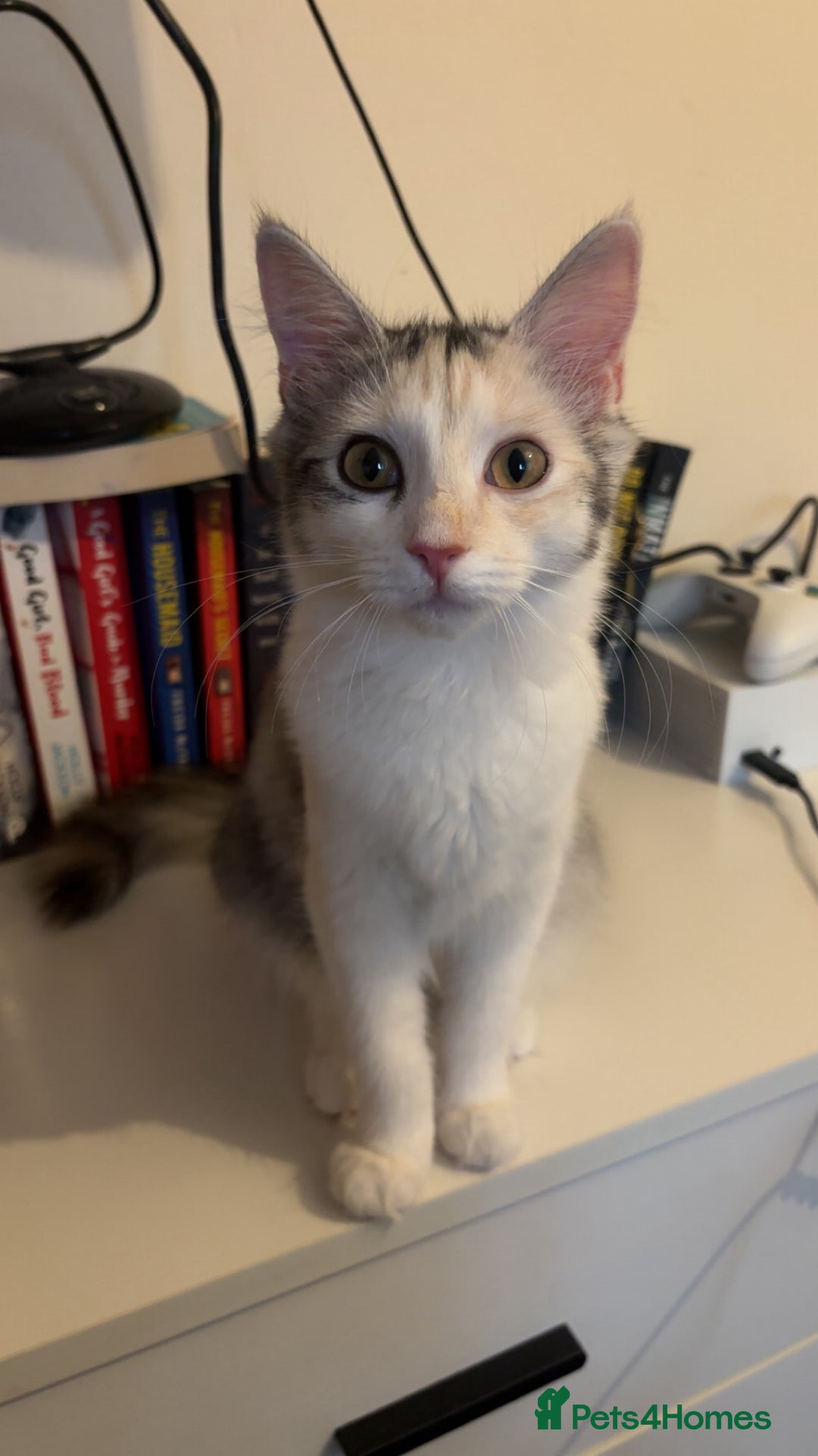 Maine Coon cats for sale: Mixed breed cat- Maine Coon - Advert 3