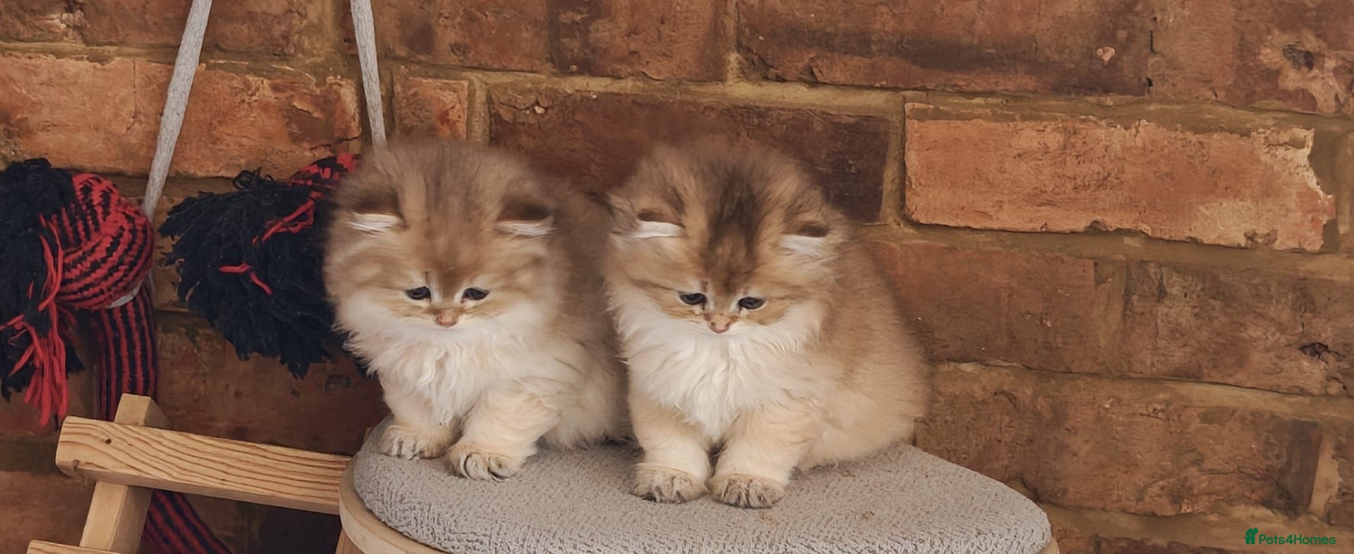 British Shorthair cats Lovely golden BSH & BLH kittens - Advert 1