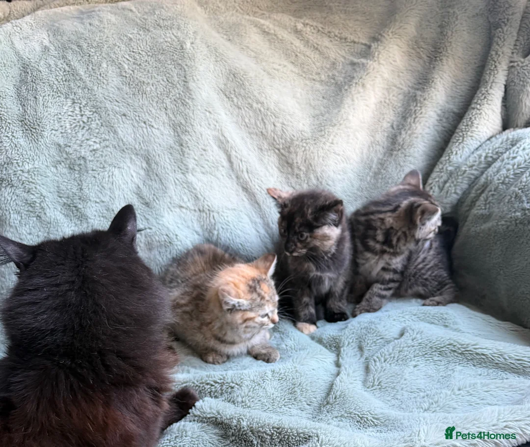 Mixed Breed cats for sale: kittens 8 weeks Ready to leave - Advert 7