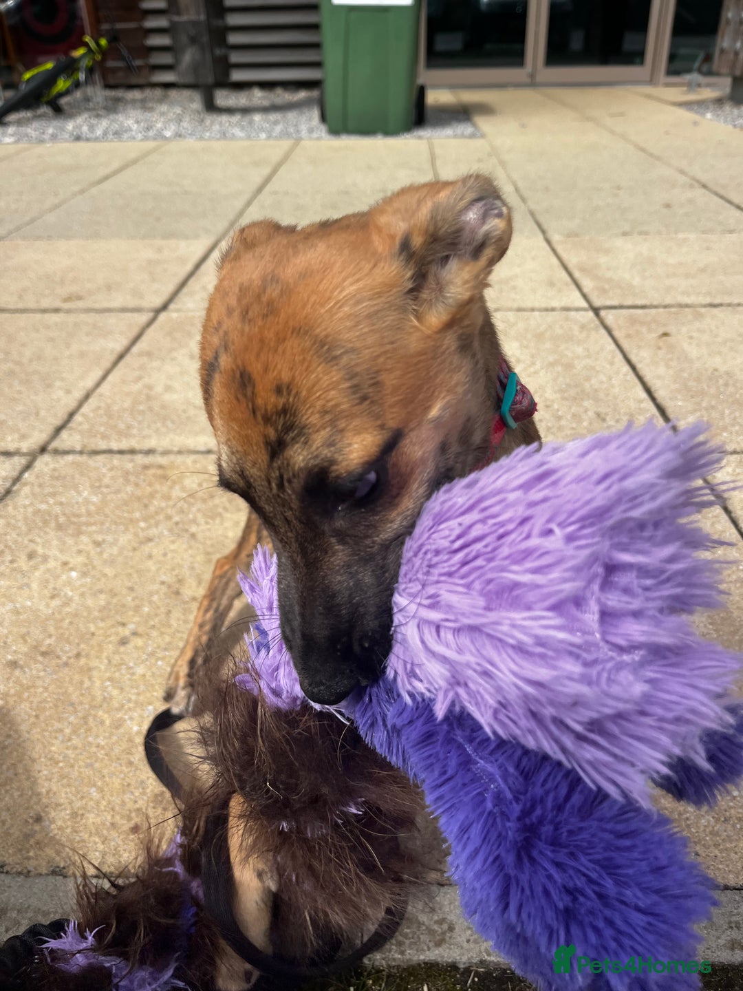 Mixed Breed dogs for sale: Gorgeous Mali x Whippet - Image 10