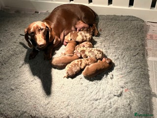 Miniature Dachshund dogs Pick of litter chocolate and tan Dapple - Advert 7