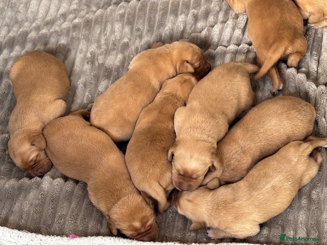 Labrador Retriever dogs for stud: KC Reg Handsome Fox Red for Stud - 0/0 Hips - Image 5