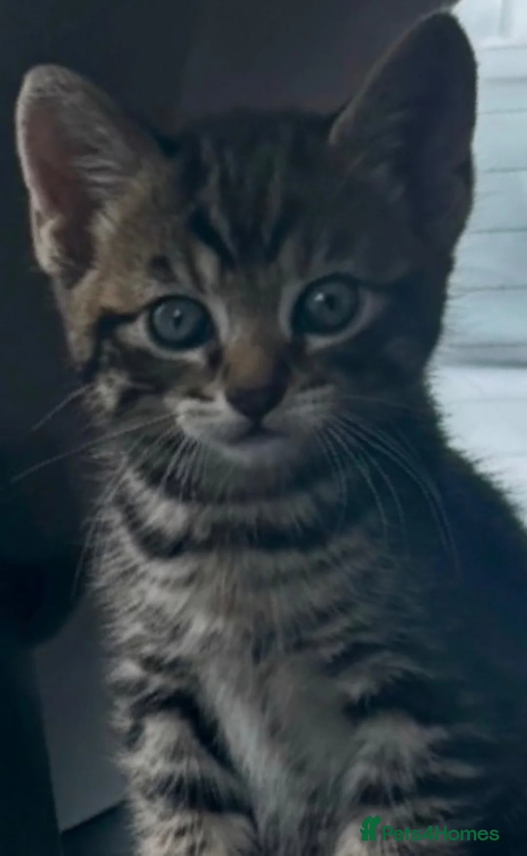 Mixed Breed cats for sale: 7-Month-Old Male tabby cat neutered & microchipped - Advert 6