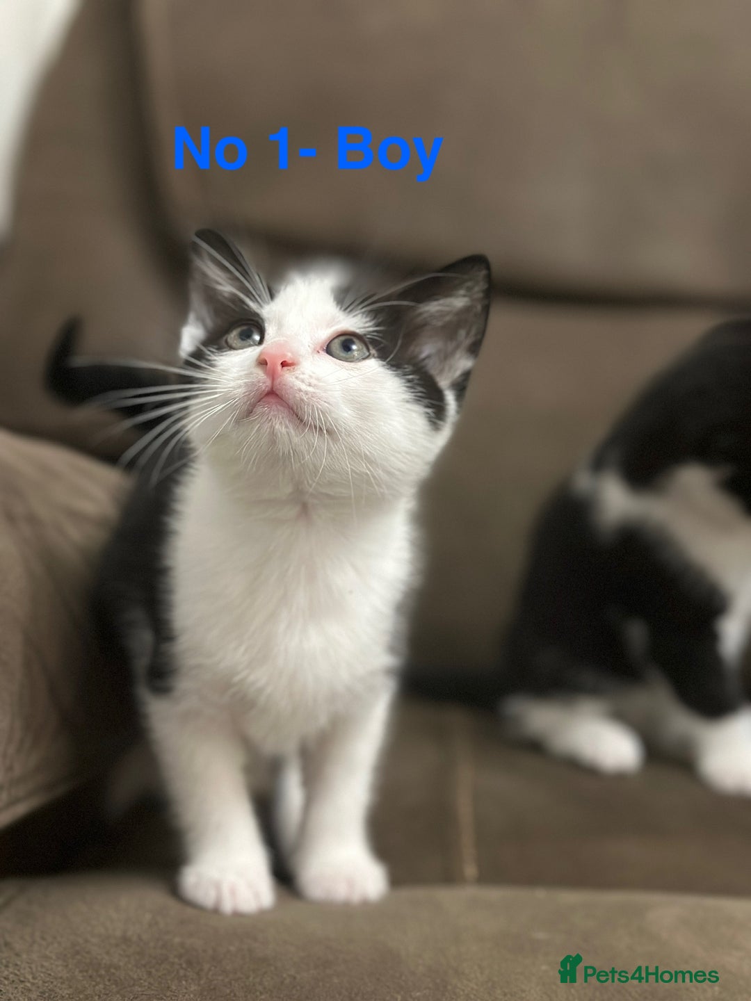 Domestic Shorthair cats for sale: Kittens for sale - Image 3