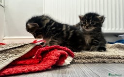 Domestic Shorthair cats for sale: Tabby kittens for sale  - Image 5