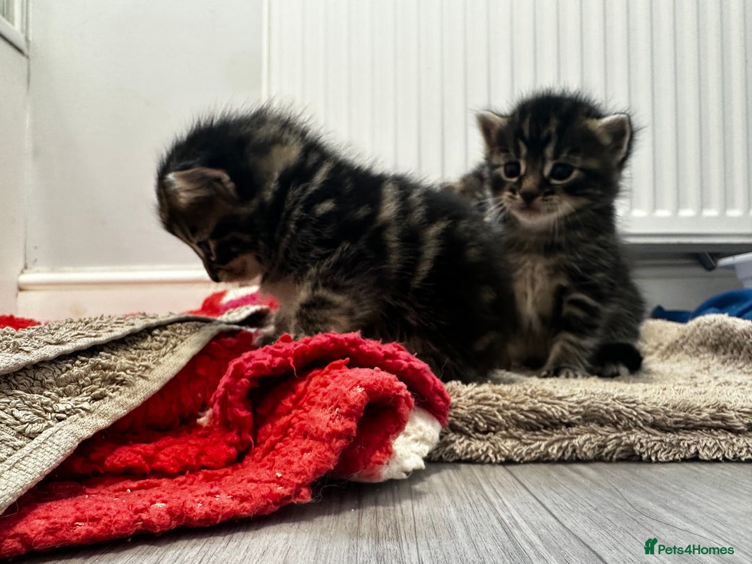Domestic Shorthair cats for sale: Tabby kittens for sale  - Image 5