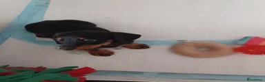 Doxiepoo 5