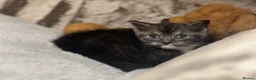 Scottish Fold cats for sale: Scottish fold x British fold kittens  - Advert 13