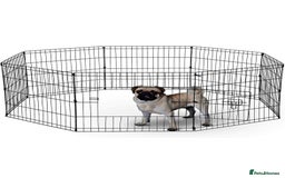 Bocker dogs for sale: 🐶 Cocker Spaniel x Beagle (Bocker) Puppy 🐶 - Image 18