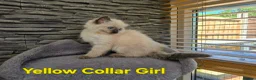 Ragdoll cats for sale: Beautiful Ragdoll kittens - Advert 3