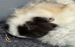 Guinea Pig rodents for sale: Bonded male piggies  - Image 3