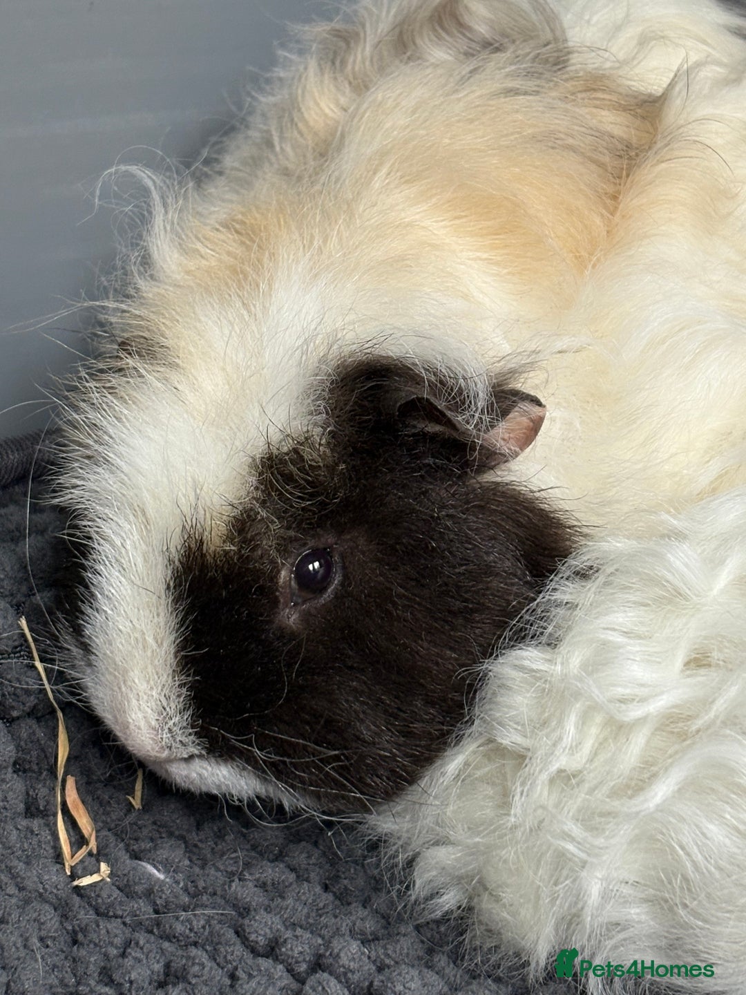 Guinea Pig rodents for sale: Bonded male piggies  - Image 3