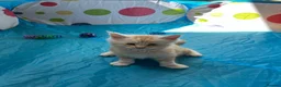 Maine Coon cats for sale: Maine Coon Kittens in Cambridge - Advert 19