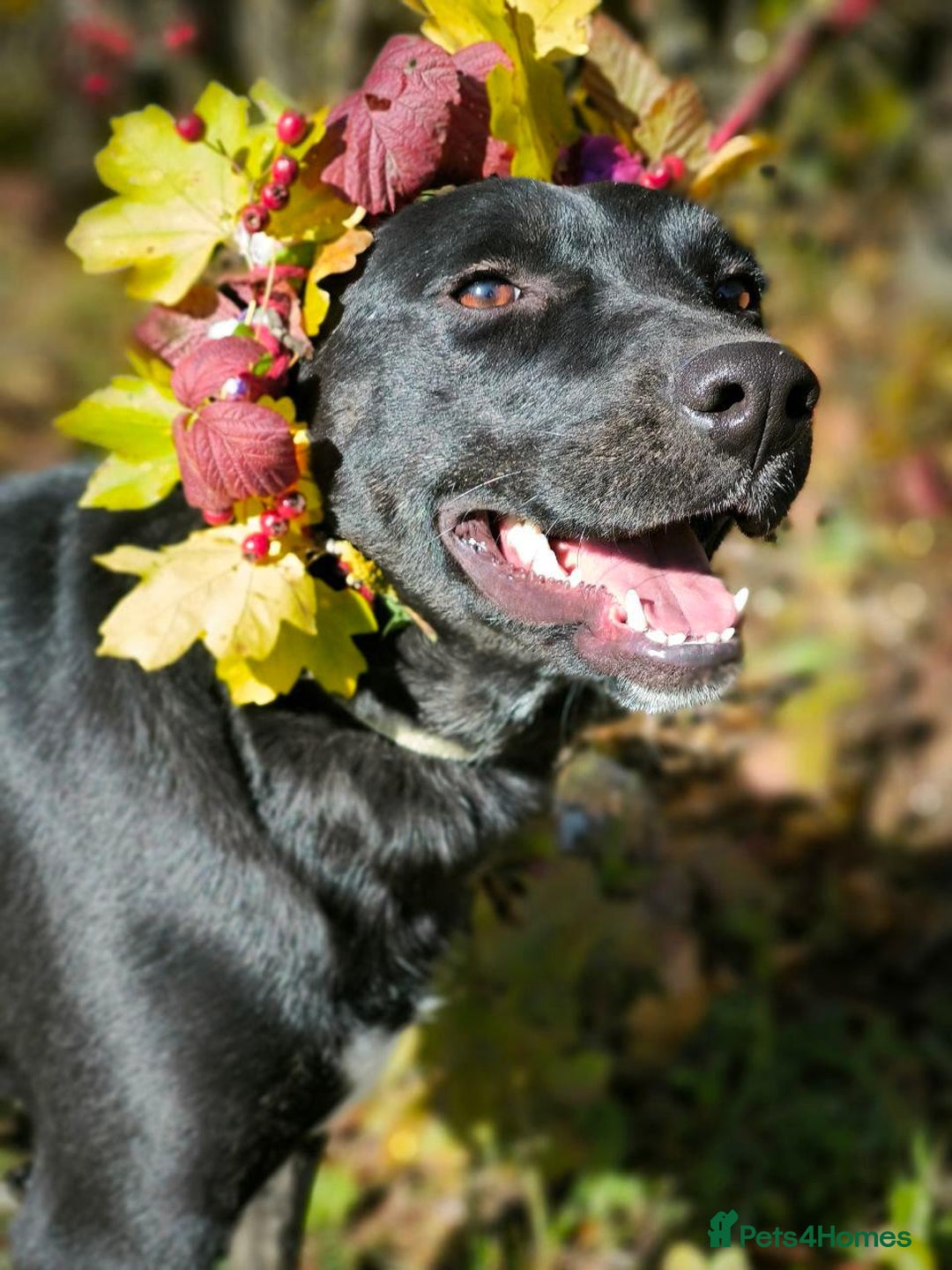 Mixed Breed dogs for adoption: 💖🐶 BLACKY 🐶💖 - Advert 18