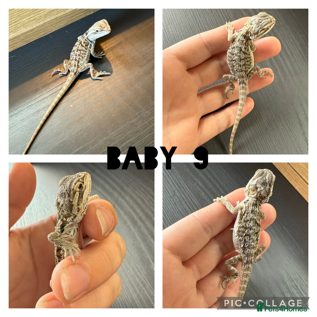 Bearded Dragon reptiles for sale: Bearded dragon babies - Image 3