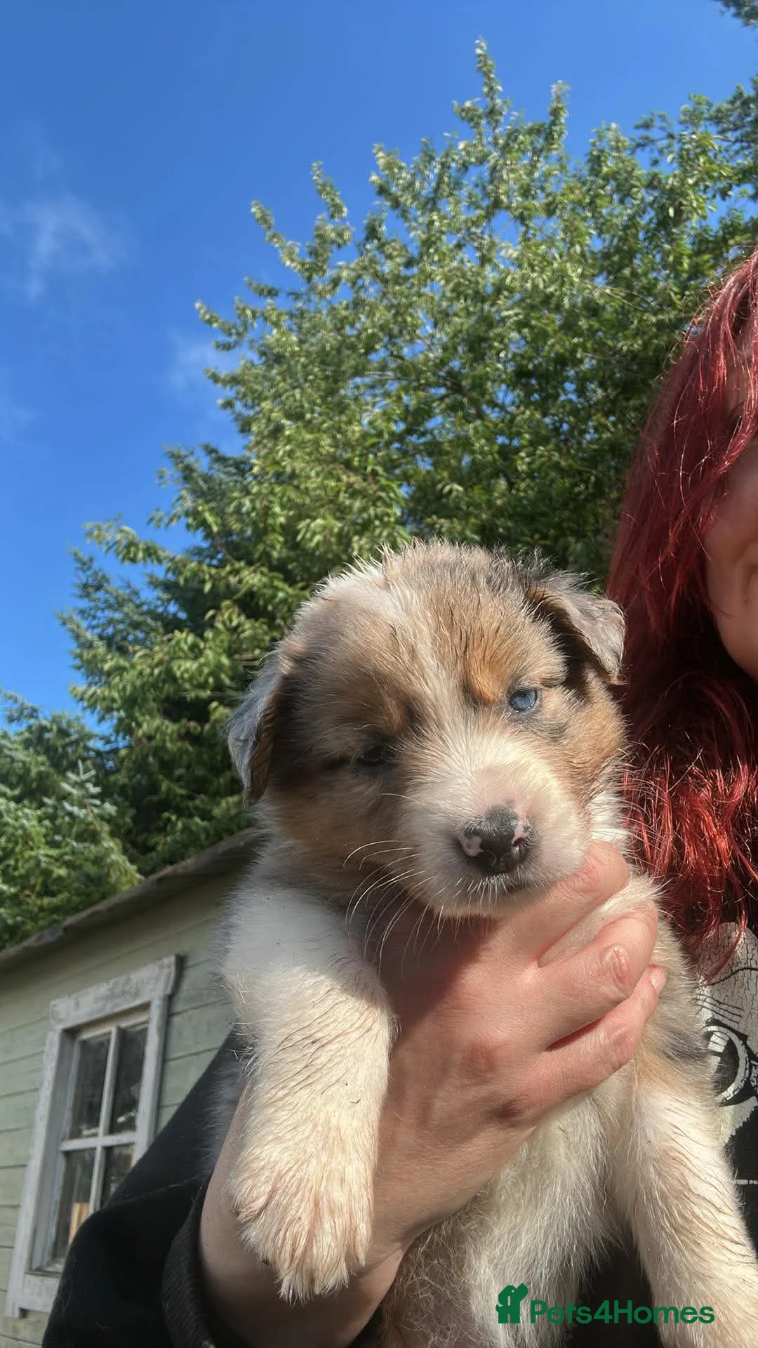 Mixed Breed dogs for sale: Working Border Collie x Australian Shepherd pups - Advert 2