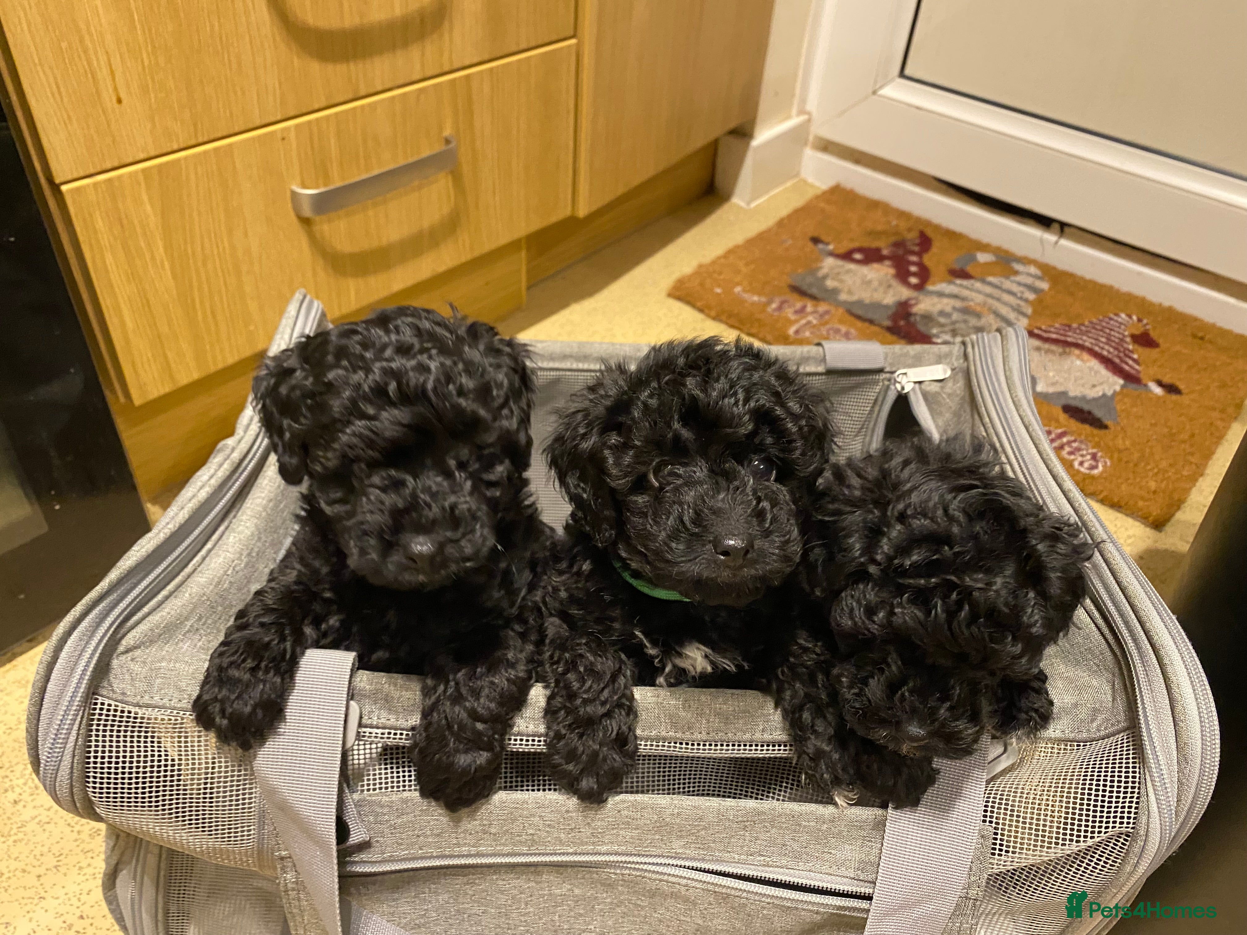 Toy Poodle dogs Toy poodle kc registered  - Advert 7