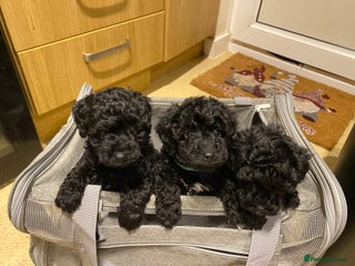 Toy Poodle dogs Toy poodle kc registered - Advert 13