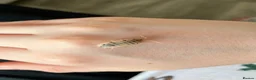 Snails invertebrates for sale: 12 healthy baby giant African land snail baby’s  - Advert 6