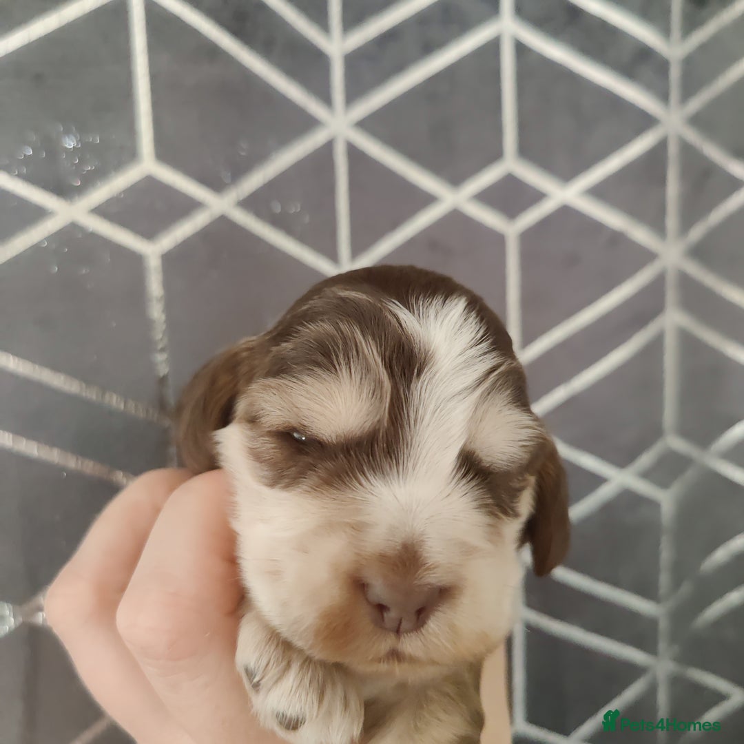 Cocker Spaniel dogs for sale: Show Type Cocker Spaniels Health Tested Parents  - Image 10