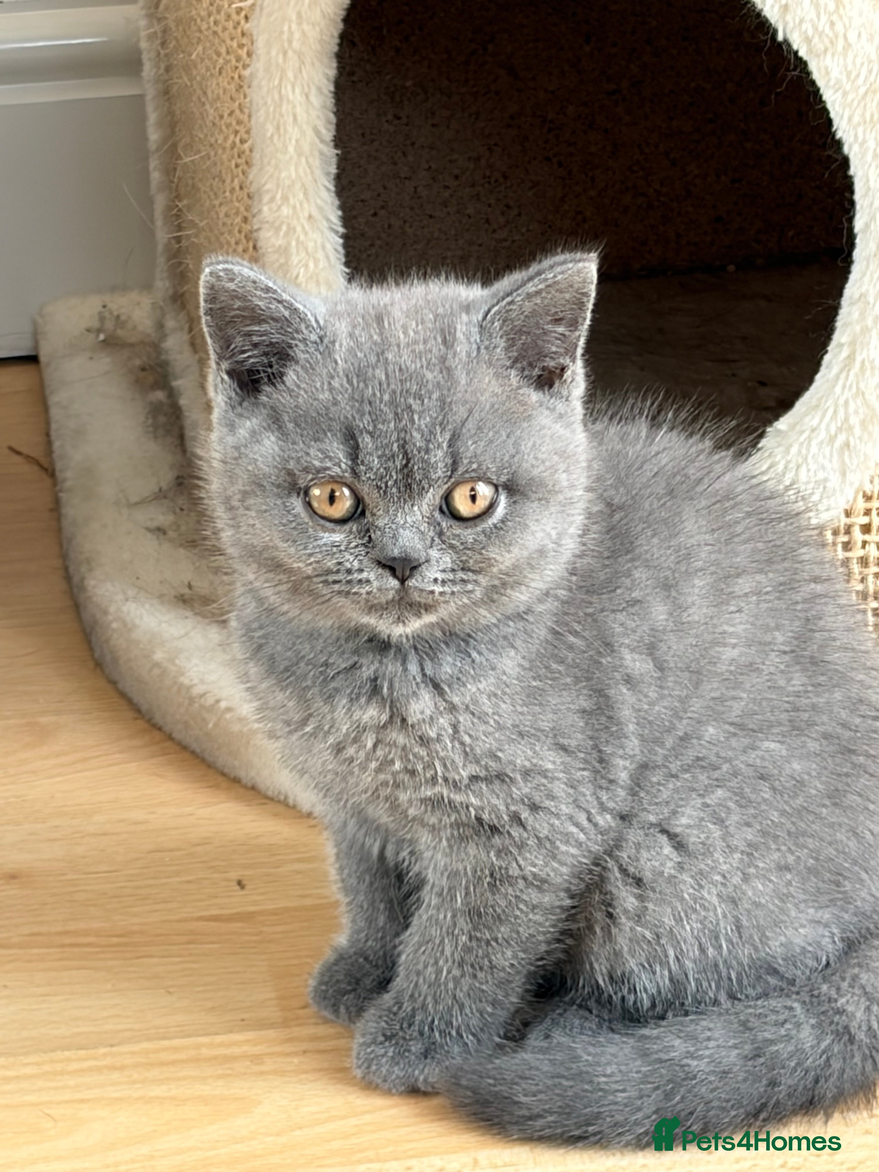 British Shorthair cats Beautiful Blue British Shorthair kittens ready now - Advert 1