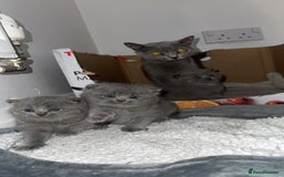 British Shorthair cats for sale: British short hairs  - Image 5