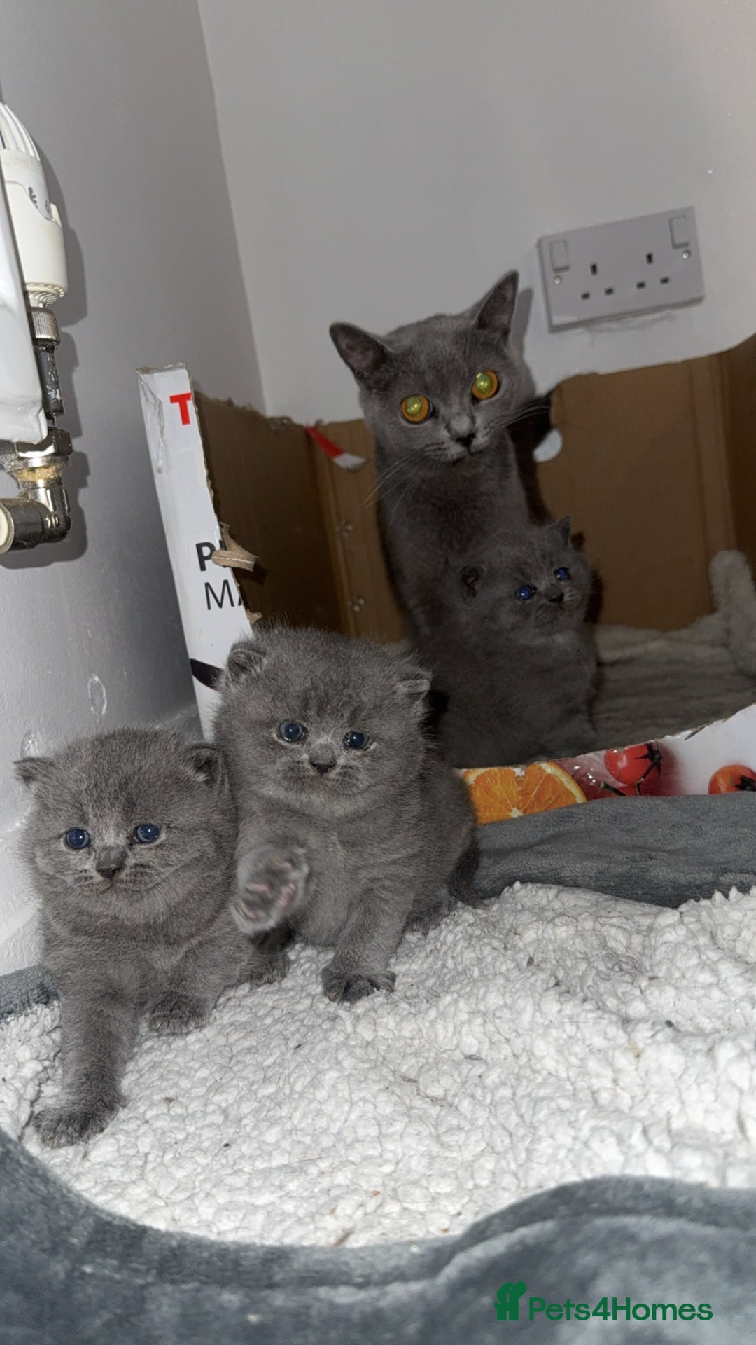 British Shorthair cats for sale: British short hairs  - Image 5