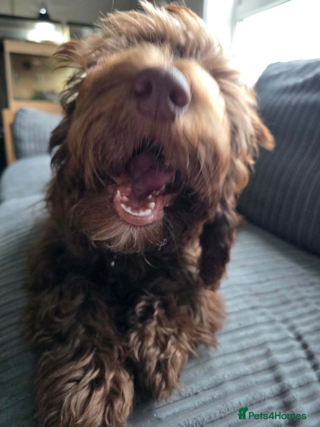 Mixed Breed dogs for sale: 6 month old Labradoodle Pup - Advert 4
