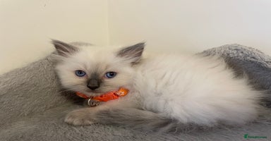 Ragdoll cats - Advert 16
