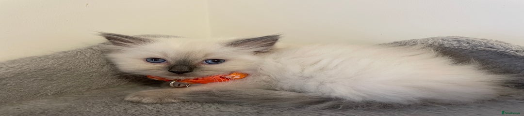 Ragdoll Kitten 1 - Mira