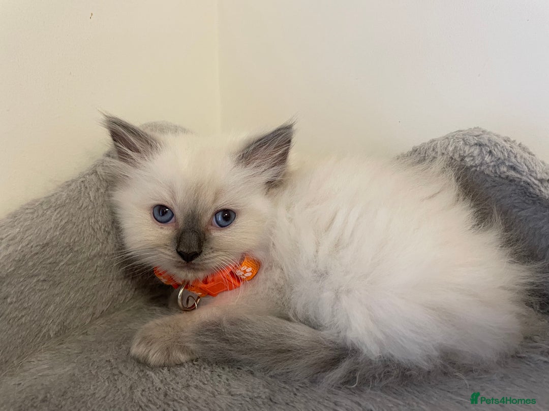 Ragdoll cats for sale: Blue point ragdoll gccf registered  - Image 3