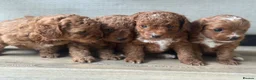 Toy Poodle dogs for sale: 🐶🐾Top-quality Asian/miniature poodles🐾🐶 - Advert 7