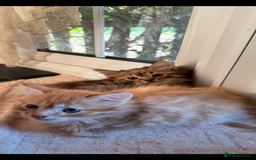 Siberian cats for sale: Stunning kittens  - Image 2