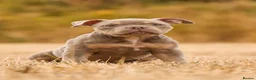 American Bully dogs for sale: Micro  Exotic  bullies - Advert 9