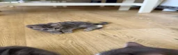British Longhair cats for sale: Long haired kittens  - Advert 4