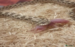 Snake reptiles for sale: Normal Western Hognose available  - Image 1